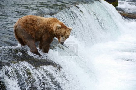 Téléchargez les photos : Grizzly chasse au saumon - en image libre de droit
