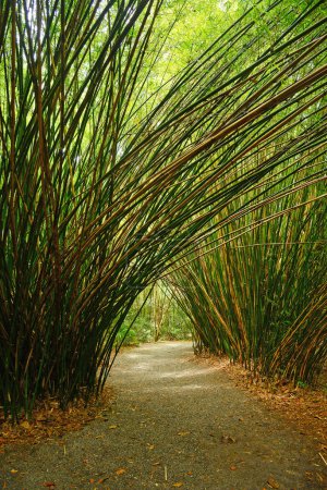 Téléchargez les photos : Paysage naturel de forêt de bambous verts - en image libre de droit