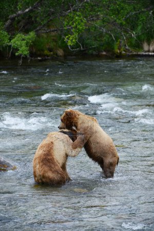 Téléchargez les photos : Combat d'ours grizzli dans la rivière - en image libre de droit