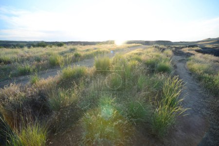 Téléchargez les photos : Vue de l'herbe avec la lumière du soleil - en image libre de droit
