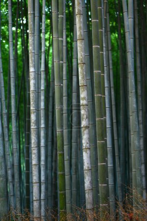 Téléchargez les photos : Fond naturel de forêt de bambous vert vif - en image libre de droit