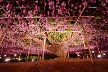 Photo for Scenic shot of beautiful wisteria plant in park - Royalty Free Image