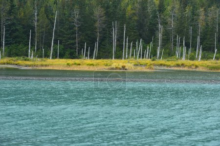 Téléchargez les photos : Scène de nature du lac turquoise avec forêt verte sur fond - en image libre de droit