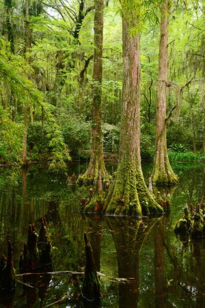 Foto de Zona pantanosa y árboles sobre fondo natural - Imagen libre de derechos