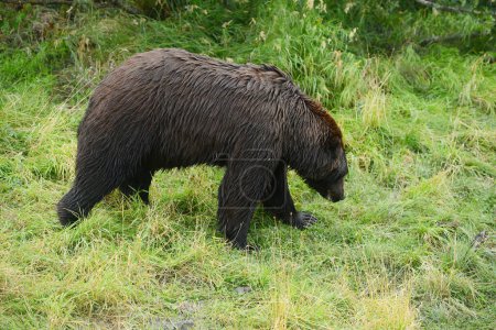 Téléchargez les photos : Portrait de l'ours noir - en image libre de droit