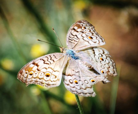 Foto de Mariposa sobre hoja verde - Imagen libre de derechos