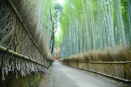 Téléchargez les photos : Paysage de forêt de bambous vert vif - en image libre de droit