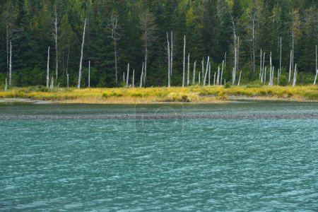 Téléchargez les photos : Lac turquoise avec forêt verte sur fond - en image libre de droit