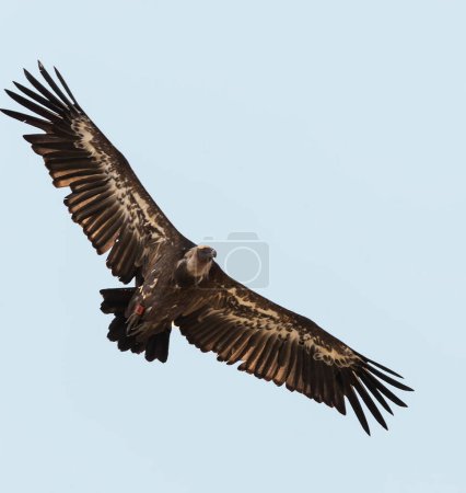 Photo for Eagle in the sky - Royalty Free Image