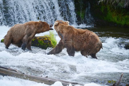 Téléchargez les photos : Combat d'ours grizzli dans la rivière - en image libre de droit