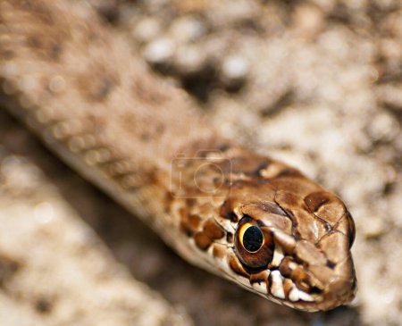 Téléchargez les photos : Serpent sur le sol - en image libre de droit