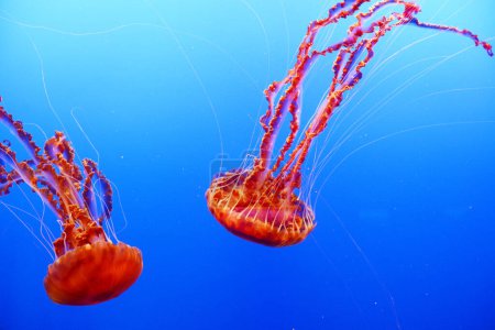 Téléchargez les photos : Gelées de mer, méduses aquatiques en eau bleue - en image libre de droit