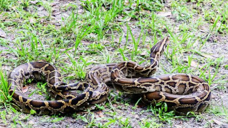 Téléchargez les photos : Portrait de serpent dans l'herbe - en image libre de droit