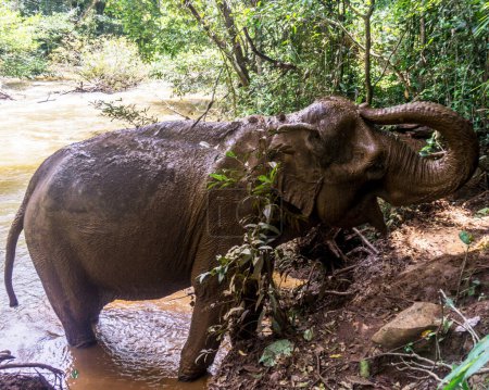 Téléchargez les photos : Portrait d'éléphant au Cambodge - en image libre de droit