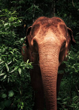 Photo for Portrait of elephant in Cambodia - Royalty Free Image