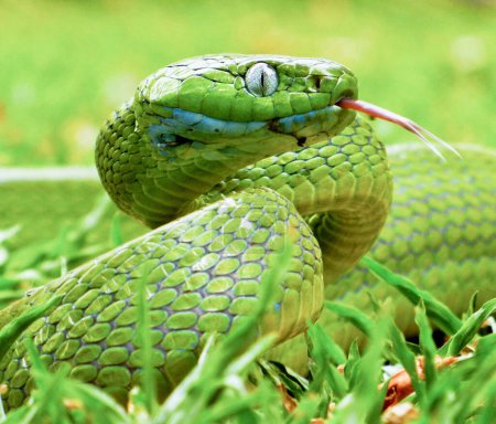 Foto de Retrato de serpiente verde - Imagen libre de derechos