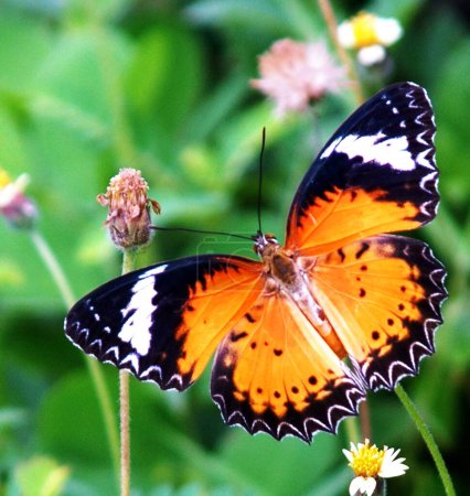 Téléchargez les photos : Portrait de papillon lumineux - en image libre de droit