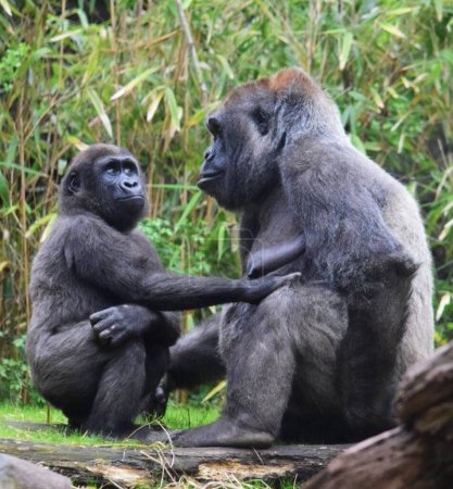 Téléchargez les photos : Gros plan sur les singes dans l'habitat naturel du Congo - en image libre de droit