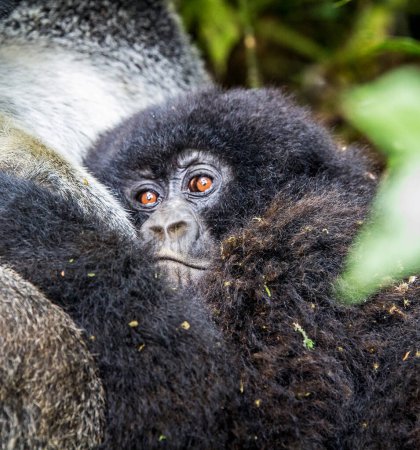 Téléchargez les photos : Gros plan du singe dans l'habitat naturel du Congo - en image libre de droit