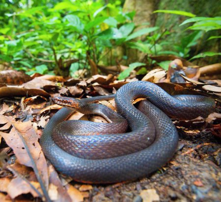 Téléchargez les photos : Serpent dans la forêt - en image libre de droit
