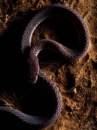 Foto de Serpiente, animal negro, serpiente serpiente - Imagen libre de derechos