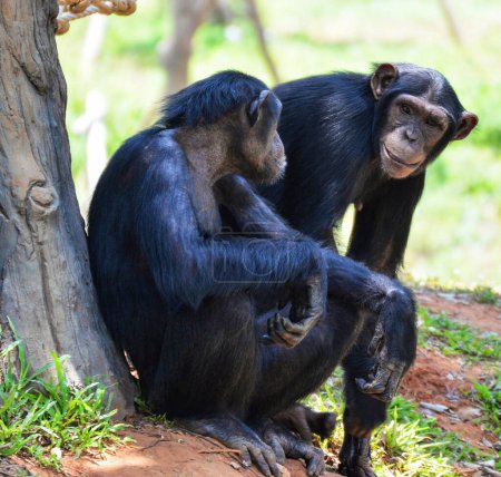 Foto de Primer plano de los monos en hábitat natural en el Congo - Imagen libre de derechos