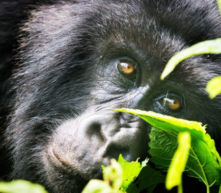 Foto de Primer plano del mono en el hábitat natural del Congo - Imagen libre de derechos