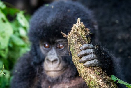 Foto de Primer plano del mono en el hábitat natural del Congo - Imagen libre de derechos