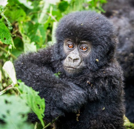 Téléchargez les photos : Gros plan du singe dans l'habitat naturel du Congo - en image libre de droit