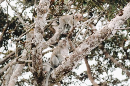 Téléchargez les photos : Un singe sauvage vivant est assis sur un arbre sur l'île de Maurice.Singes dans la jungle de l'île Maurice - en image libre de droit