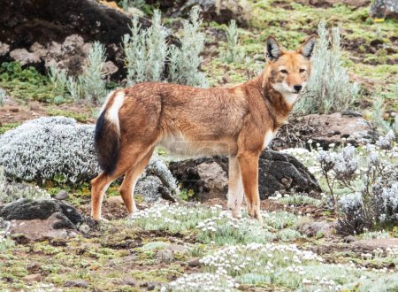 Téléchargez les photos : Renard roux (vulpes vulpes) dans la nature sauvage - en image libre de droit