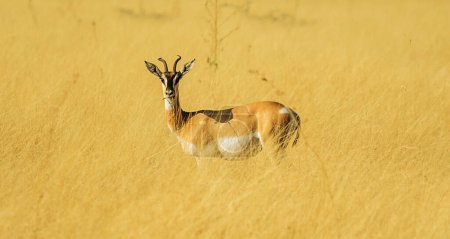 Téléchargez les photos : Les photos de la faune Ethiopie - en image libre de droit