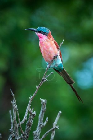Photo for "Southern Carmine Bee-eater in Kruger National park, South Africa" - Royalty Free Image