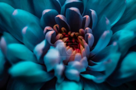 Photo for "Blue daisy flower petals in bloom, abstract floral blossom art background, flowers in spring nature for perfume scent, wedding, luxury beauty brand holiday design" - Royalty Free Image