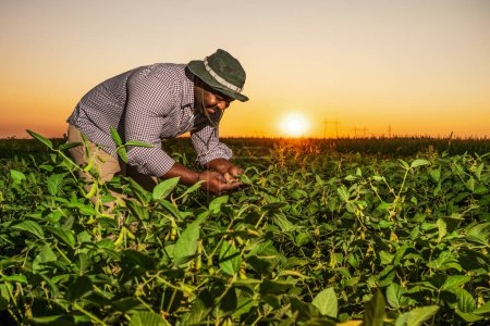 Téléchargez les photos : Agriculteur heureux au champ - en image libre de droit