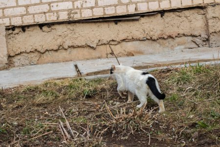 Foto de Gato blanco negro sin hogar cerca del arbusto - Imagen libre de derechos