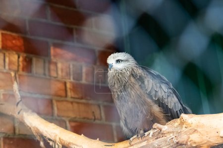 Téléchargez les photos : Oiseau brun dans une cage derrière la maille - en image libre de droit