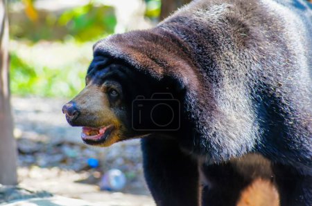 Photo for Malayan sun bear or Honey bear, it's a black and  mouth is yellow, hairy, looking at something - Royalty Free Image