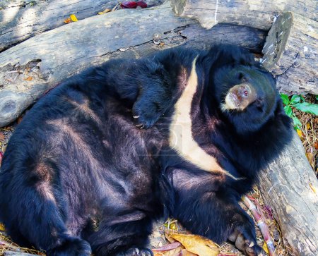 Téléchargez les photos : Ours noir asiatique ou ours noir asiatique ou Selenarctos thibetanus se repose pendant la journée près du bois - en image libre de droit
