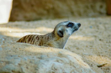 Photo for Meerkat is in the shadow on the sand. And looking at something - Royalty Free Image