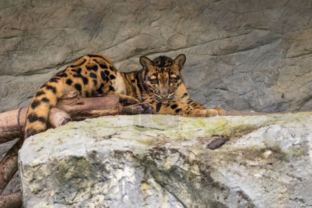 Photo for Image of a clouded leopard relax on the rocks - Royalty Free Image