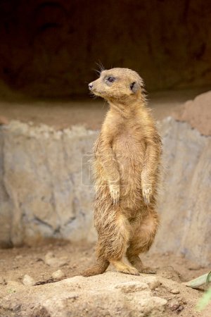 Foto de "Imagen de Meerkat standing (Suricata suricatta) sobre fondo natural. Animales de vida silvestre." - Imagen libre de derechos