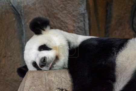 Foto de "Image of a panda is sleeping on the rocks. Wild Animals." - Imagen libre de derechos