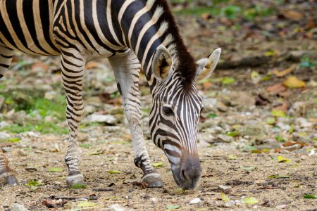 Téléchargez les photos : "Image of an zebra on nature background. Wild Animals." - en image libre de droit