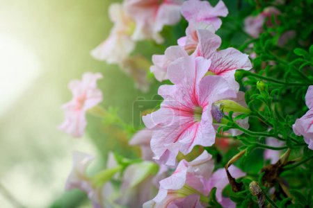 Foto de Hermosas flores florecientes. Hora de verano - Imagen libre de derechos