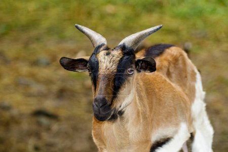 Téléchargez les photos : "Image d'une chèvre brune sur fond de nature. Animaux de ferme
." - en image libre de droit