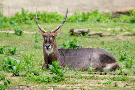 Téléchargez les photos : "Image of Common Waterbuck (Kobus ellipsiprymnus) relax on the grass. Wildlife Animals." - en image libre de droit