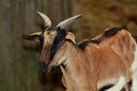 Téléchargez les photos : "Image d'une chèvre brune sur fond de nature. Animaux de ferme
." - en image libre de droit
