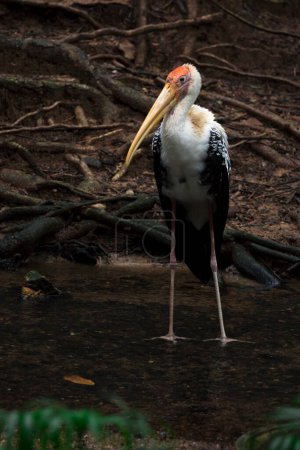 Photo for Painted Stork on dark natural background. - Royalty Free Image