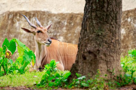 Foto de "Imagen de Common eland, Eland, Southern eland, Eland antílope (Taurotragus oryx) " - Imagen libre de derechos